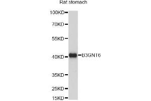 Western blot analysis of extracts of rat stomach, using B3GNT6 antibody (ABIN6292803) at 1:1000 dilution. (B3GNT6 抗体)