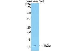 Western blot analysis of the recombinant protein. (APOC3 抗体  (AA 21-101))
