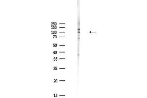 Western blot analysis of lysates from PC12 cells(LPS,4h treatment), using Phospho-NF kappaB p105/p50 (Ser337) Antibody at 1/1000 dilution.