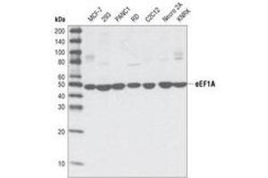 Image no. 2 for anti-Eukaryotic Translation Elongation Factor 1 alpha 1 (EEF1A1) antibody (ABIN329131) (eEF1A1 抗体)