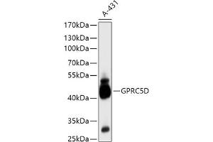 Western blot analysis of extracts of A-431 cells, using GPRC5D antibody (ABIN7267317) at 1:1000 dilution. (GPRC5D 抗体  (AA 264-345))