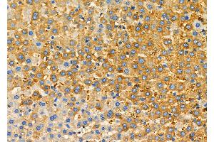 ABIN7093851 and ABIN7097894 at 1/100 staining Mouse pancreatic tissue by IHC-P.