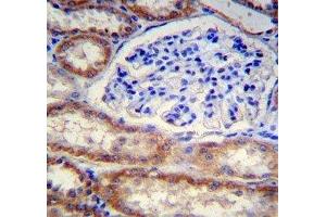 FOXO3 antibody immunohistochemistry analysis in formalin fixed and paraffin embedded human kidney tissue. (FOXO3 抗体  (AA 224-253))