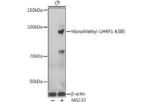 Western blot analysis of extracts of C6 cells, using MonoMethyl-UHRF1-K385 antibody  at 1:1000 dilution. (UHRF1 抗体  (meLys385))