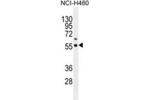 Western Blotting (WB) image for anti-Coenzyme Q6, Monooxygenase (COQ6) antibody (ABIN2996204) (COQ6 抗体)