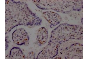 IHC image of ABIN7127456 diluted at 1:100 and staining in paraffin-embedded human placenta tissue performed on a Leica BondTM system. (Recombinant LIG1 抗体)