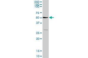 TSC22D1 MaxPab rabbit polyclonal antibody. (TSC22D1 抗体  (AA 1-144))