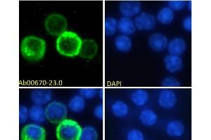 Immunofluorescence staining of fixed mouse splenocytes with anti-CD27 antibody LG. (Recombinant CD27 抗体)