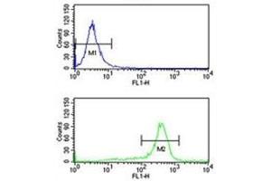 RPS6KB2 antibody flow cytometry analysis of K562 cells (bottom histogram) compared to a negative control (top histogram). (RPS6KB2 抗体)