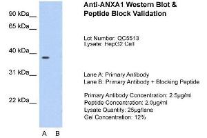 Host:  Rabbit  Target Name:  ANXA1  Sample Type:  HepG2  Lane A:  Primary Antibody  Lane B:  Primary Antibody + Blocking Peptide  Primary Antibody Concentration:  2. (Annexin a1 抗体  (N-Term))