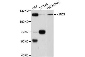 Western blot analysis of extracts of various cell lines, using KIFC3 antibody (ABIN5996275) at 1/1000 dilution. (KIFC3 抗体)