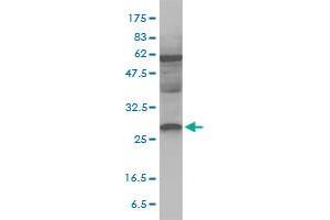 Western Blotting (WB) image for anti-Melanoregulin (MREG) (AA 1-214) antibody (ABIN565903)
