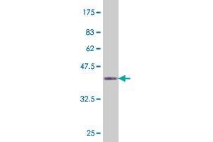 Western Blot detection against Immunogen (37. (HHEX 抗体  (AA 133-237))