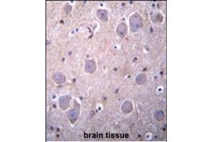 RGDS1 Antibody (Center) 1945c immunohistochemistry analysis in formalin fixed and paraffin embedded human brain tissue followed by peroxidase conjugation of the secondary antibody and DAB staining. (RAP1GDS1 抗体  (AA 217-244))