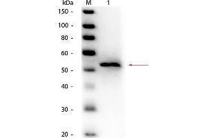 Western Blot of Goat anti-Glycerol Kinase (Cellulomonas species) Antibody Peroxidase Conjugated. (Glycerol Kinase 抗体  (HRP))