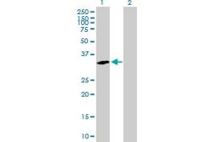 Western Blot analysis of RGN expression in transfected 293T cell line by RGN MaxPab polyclonal antibody. (Regucalcin 抗体  (AA 1-299))