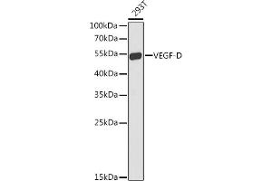 Western blot analysis of extracts of 293T cells, using VEGFD antibody  at 1:1000 dilution. (VEGFD 抗体  (AA 20-220))