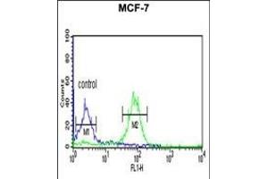 FB Antibody (C-term) (ABIN653927 and ABIN2843161) flow cytometric analysis of MCF-7 cells (right histogram) compared to a negative control cell (left histogram).