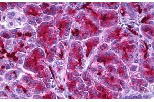 Anti-Aldolase antibody IHC staining of human pancreas. (ALDOA 抗体)