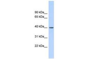 Image no. 1 for anti-RAD51-Interacting Protein (RAD51AP1) (AA 143-192) antibody (ABIN6744692) (RAD51AP1 抗体  (AA 143-192))
