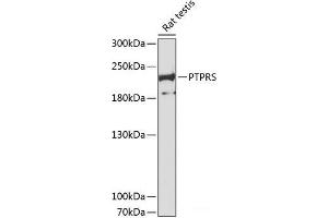 Western blot analysis of extracts of Rat testis using PTPRS Polyclonal Antibody at dilution of 1:3000. (PTPRS 抗体)
