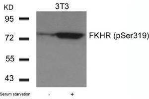 Western blot analysis of extracts from 3T3 cells untreated or treated with serum starvation using FKHR(Phospho-Ser319) Antibody. (FOXO1 抗体  (pSer319))