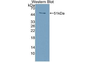 Western Blotting (WB) image for anti-Tumor Necrosis Factor (Ligand) Superfamily, Member 11 (TNFSF11) (AA 92-263) antibody (ABIN1863086) (RANKL 抗体  (AA 92-263))