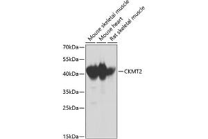 Western blot analysis of extracts of various cell lines, using CKMT2 antibody  at 1:1000 dilution. (CKMT2 抗体  (AA 40-230))
