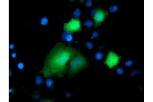 Anti-DTYMK mouse monoclonal antibody (ABIN2454995) immunofluorescent staining of COS7 cells transiently transfected by pCMV6-ENTRY DTYMK (RC201228). (DTYMK 抗体)