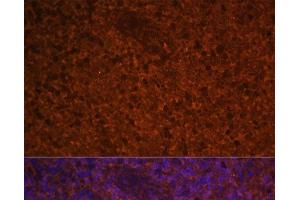 Immunofluorescence analysis of Human spleen using CCL19 Polyclonal Antibody at dilution of 1:100 (40x lens). (CCL19 抗体)