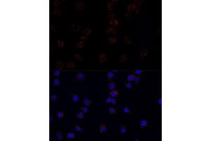 Immunofluorescence analysis of THP-1 cells using CD33 antibody. (CD33 抗体  (AA 49-259))