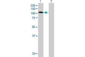 Western Blot analysis of L3MBTL3 expression in transfected 293T cell line by L3MBTL3 MaxPab polyclonal antibody. (L3MBTL3 抗体  (AA 1-755))