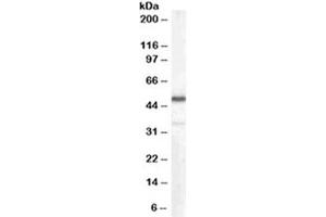Western blot testing of human kidney lysate with Chromogranin A antibody at 0. (Chromogranin A 抗体)