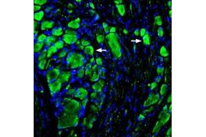 Expression of MRGD in rat DRGImmunohistochemical staining of rat dorsal root ganglion (DRG) sections using Anti-MRGPRD (GPCR TGR7) Antibody (ABIN7581915), (1:200), followed by goat-anti rabbit-AlexaFluor-488. (MRGPRD 抗体  (Intracellular))
