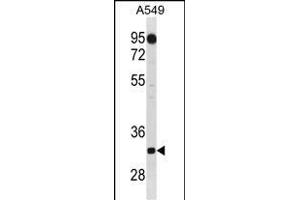 C1QTNF2 Antibody (C-term) (ABIN1881127 and ABIN2838882) western blot analysis in A549 cell line lysates (35 μg/lane). (C1QTNF2 抗体  (C-Term))