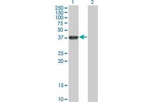 Western Blot analysis of BOLL expression in transfected 293T cell line by BOLL monoclonal antibody (M01), clone 1F3. (BOLL 抗体  (AA 185-283))