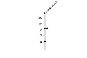 Anti-LGR5/GPR49 Antibody (N-term) at 1:1000 dilution + Mouse skeletal muscle lysate Lysates/proteins at 20 μg per lane. (LGR5 抗体  (N-Term))
