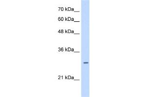 LRRC59 antibody used at 0. (LRRC59 抗体  (C-Term))