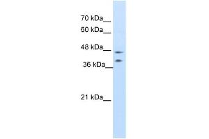 WB Suggested Anti-BLZF1 Antibody Titration:  0. (BLZF1 抗体  (C-Term))