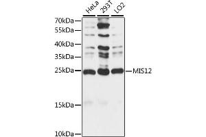 Western Blotting (WB) image for anti-MIS12, MIND Kinetochore Complex Component, Homolog (MIS12) (AA 1-205) antibody (ABIN7268546)