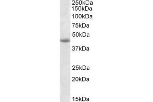 ABIN571171 (1µg/ml) staining of Jurkat lysate (35µg protein in RIPA buffer). (GNAS 抗体  (Internal Region))