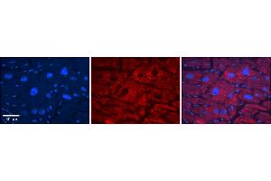 Immunohistochemistry (IHC) image for anti-Solute Carrier Family 33 Member 1 (SLC33A1) (Middle Region) antibody (ABIN2781611)