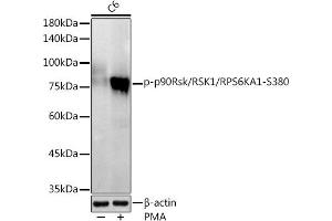 Western blot analysis of extracts of C6 cells, using Phospho-p90Rsk/RSK1/RPS6K-S380 antibody (ABIN7270036) at 1:1000 dilution. (RPS6KA1 抗体  (pSer380))