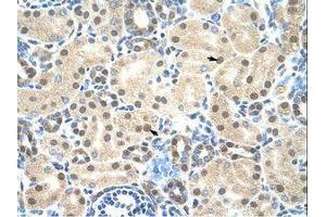 Image no. 1 for anti-Mortality Factor 4 Like 2 (MORF4L2) (N-Term) antibody (ABIN203311) (MORF4L2 抗体  (N-Term))
