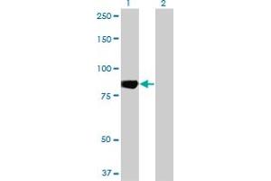 Western Blot analysis of MARK3 expression in transfected 293T cell line by MARK3 monoclonal antibody (M01), clone 1A10. (MARK3 抗体  (AA 402-500))