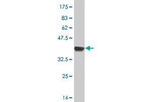 Western Blot detection against Immunogen (38. (MAGED1 抗体  (AA 117-226))