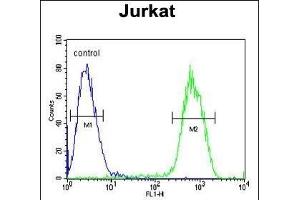 PCDHGC3 Antibody (Center) (ABIN654100 and ABIN2843984) flow cytometric analysis of Jurkat cells (right histogram) compared to a negative control cell (left histogram). (Protocadherin gamma Subfamily C, 3 (PCDHGC3) (AA 511-539) 抗体)