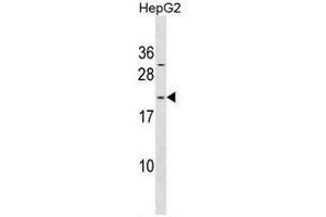 ARL6IP1 Antibody (N-term) western blot analysis in HepG2 cell line lysates (35µg/lane). (ARL6IP1 抗体  (N-Term))