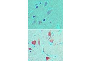 Image no. 1 for anti-Period Homolog 1 (Drosophila) (PER1) (AA 1150-1200) antibody (ABIN960303) (PER1 抗体  (AA 1150-1200))