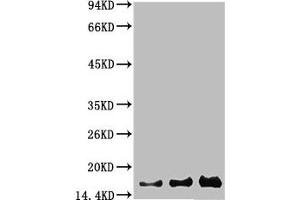 Western blot analysis of 1) Hela, 2) 293, 3) PC12 using Survivin Monoclonal Antibody. (Survivin 抗体)